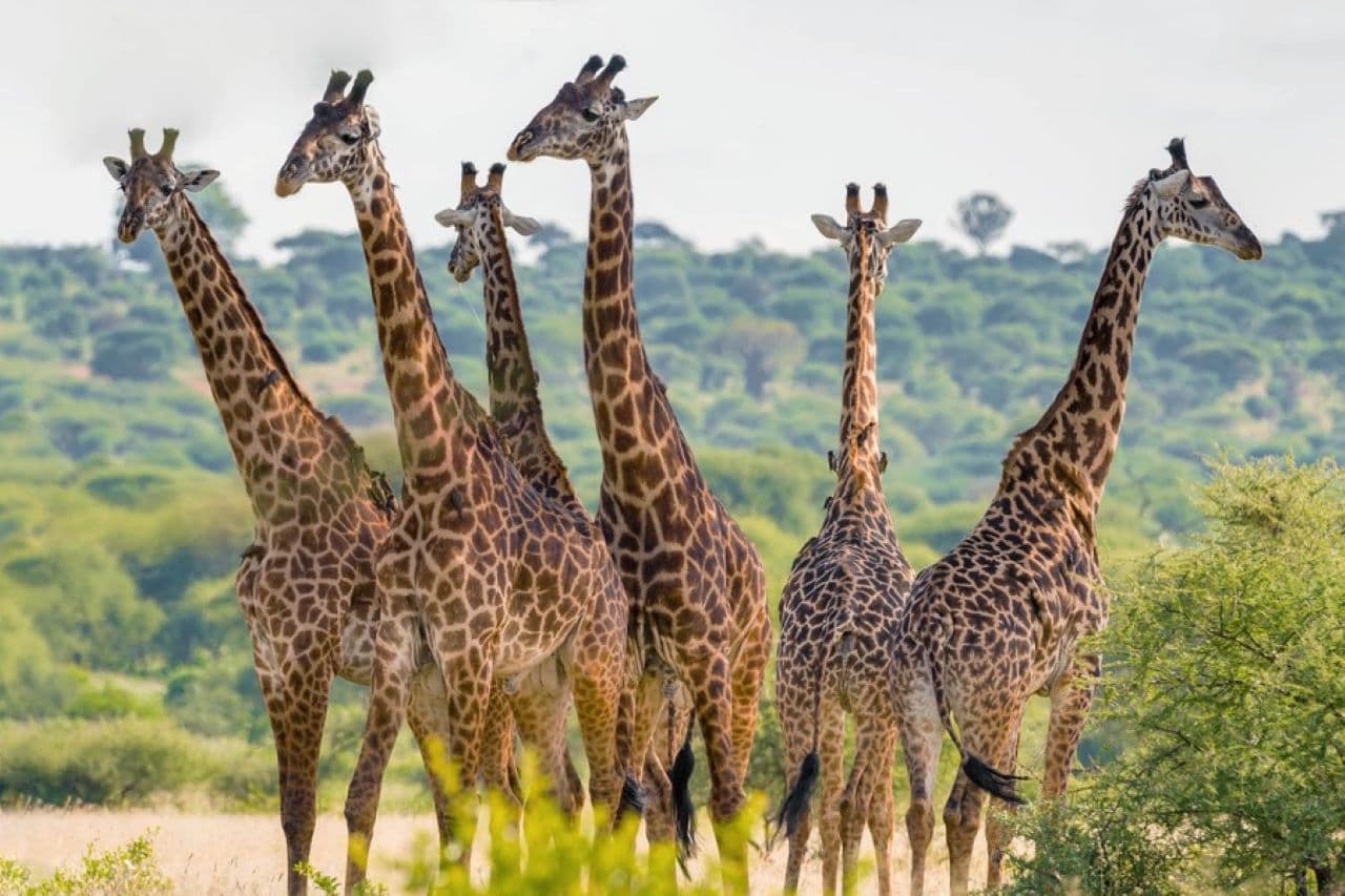 7-Day Journey Through Tanzania Wild Heart Safari