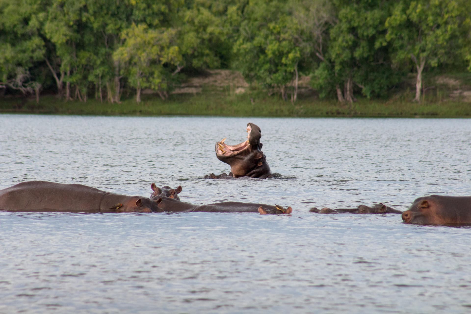 1-Day Chobe National Park Game Drive Safari + Boat Cruise
