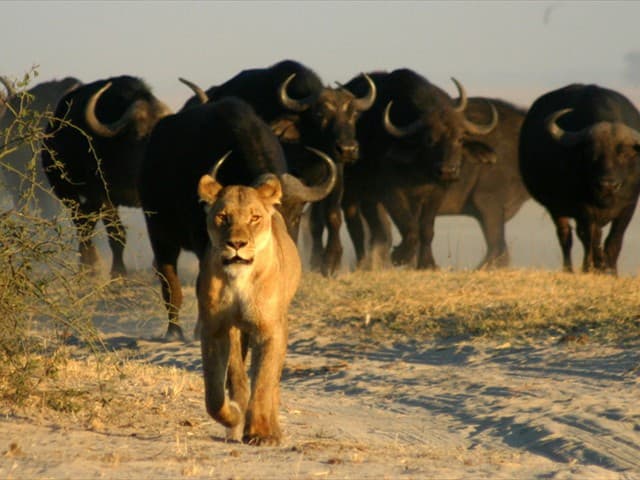 3-Day Hwange National Park Wildlife Safari Tour