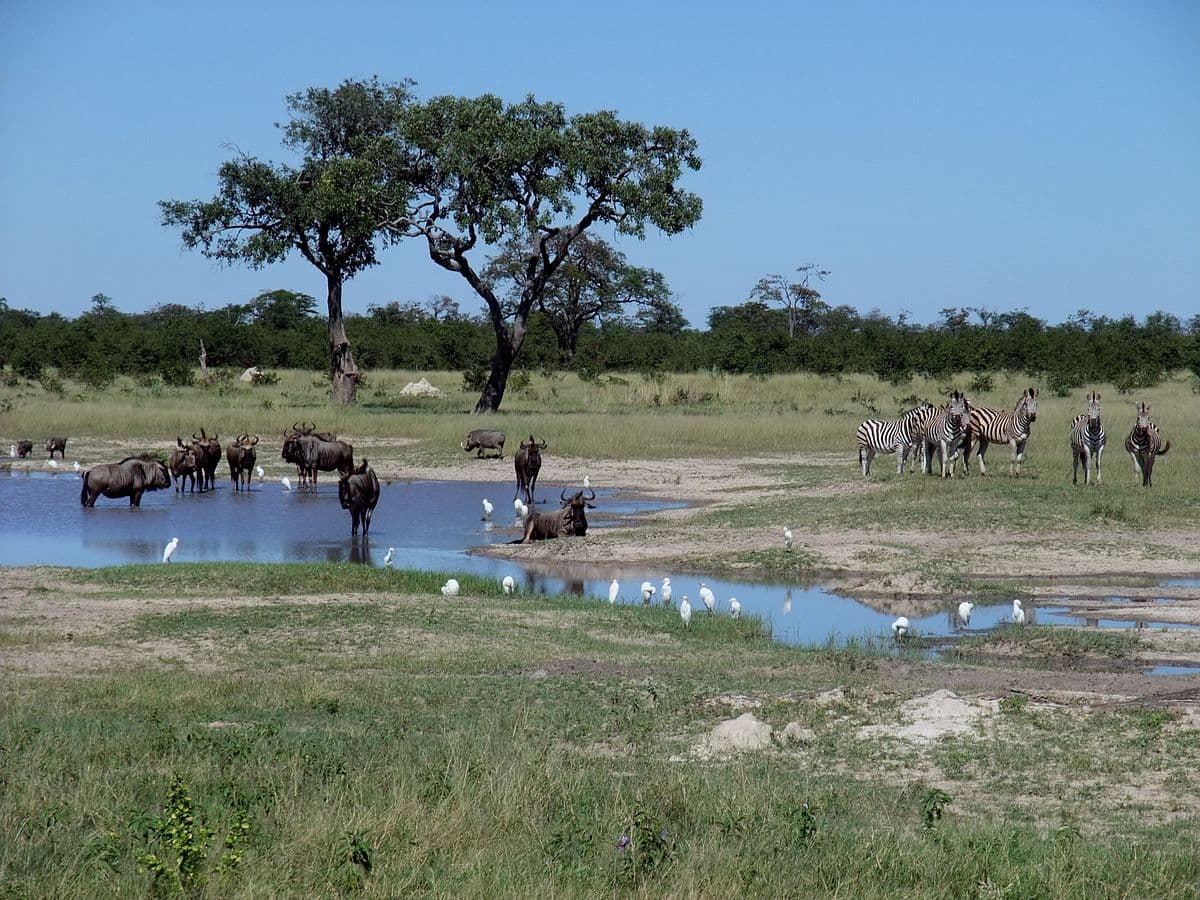 5-Day The Luxury + Victoria Falls Hotel and The Top Class Ivory Lodge Hwange National Park Experience