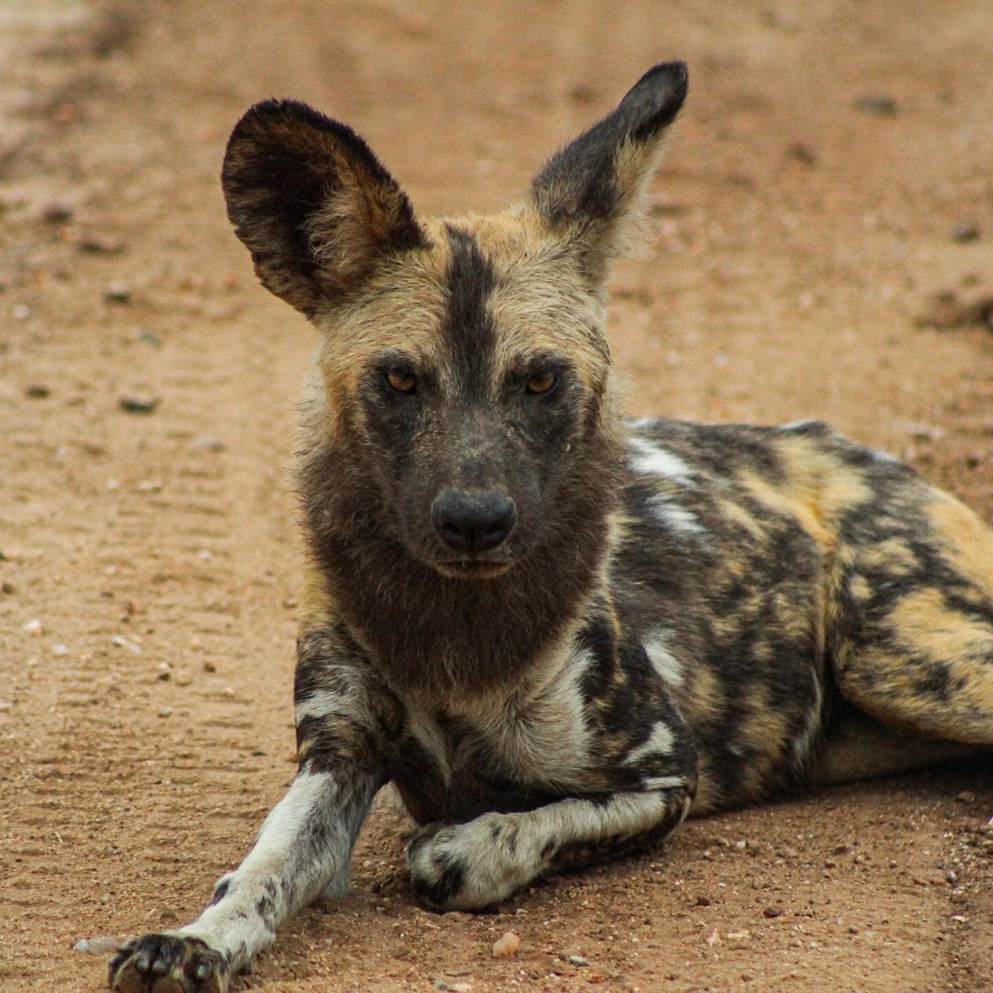 6-Day Victoria Falls & Hwange Safari Experience