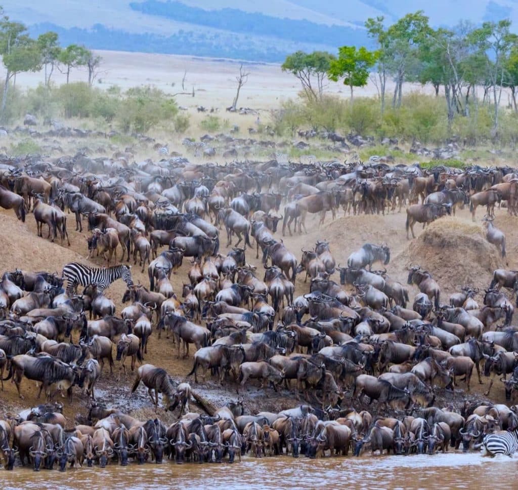 12-Day Tanzania & Kenya Safari – From Serengeti to Maasai Mara