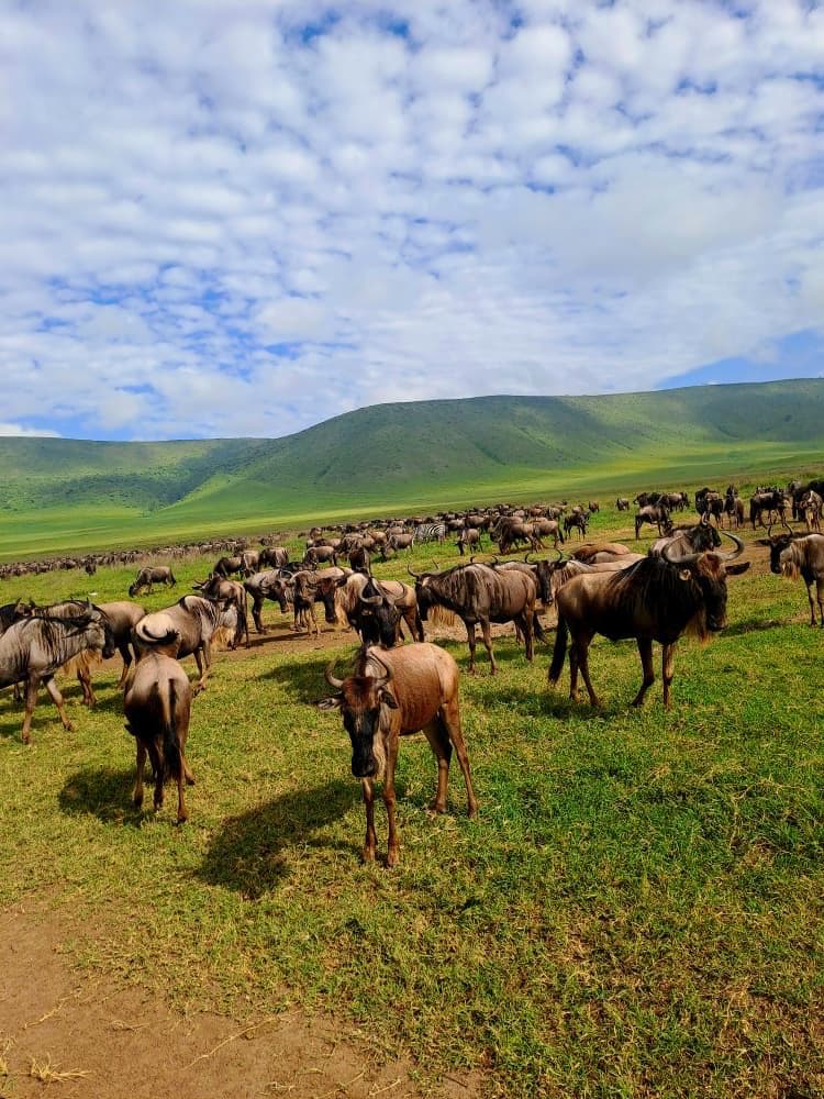 5-Day Wonders of Serengeti Migration & Ngorongoro Crater