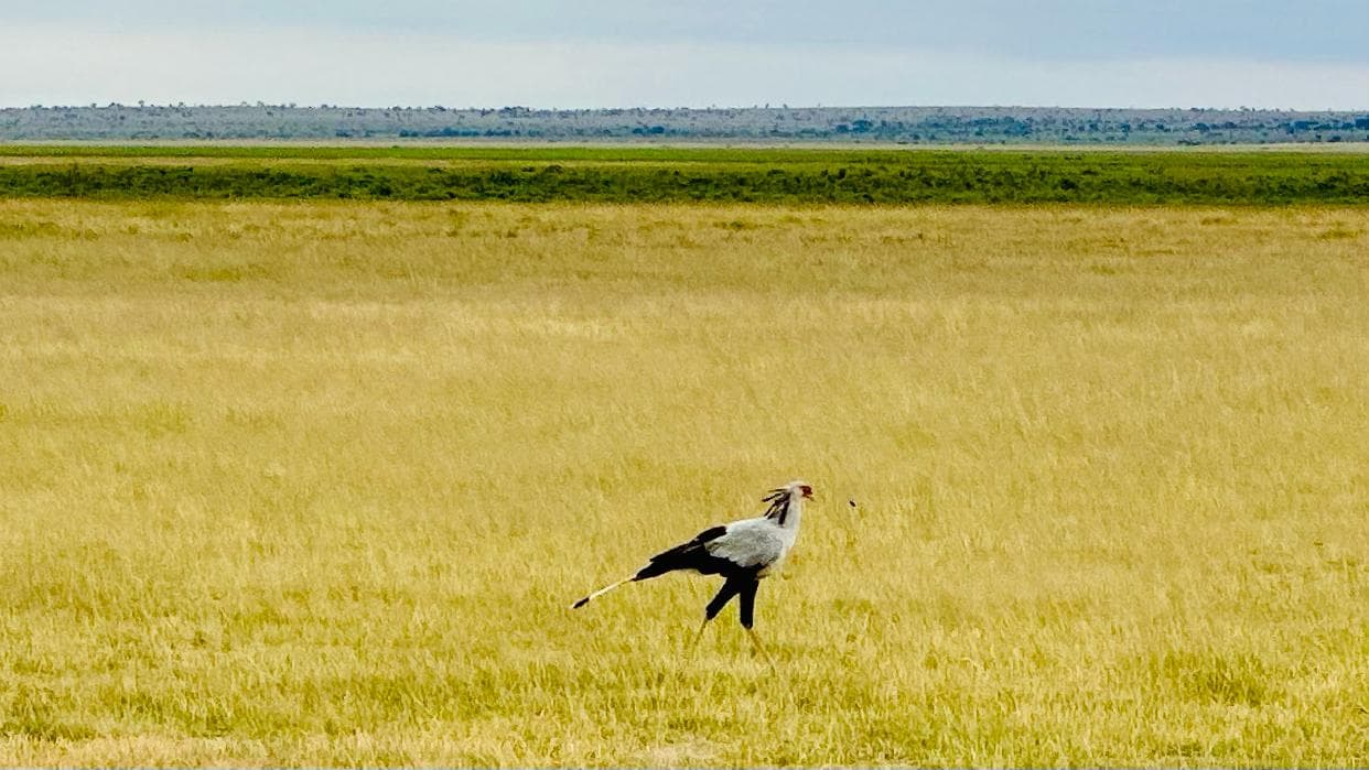 4-Day SCENIC NAKURU & LEGENDARY MASAI MARA SAFARI