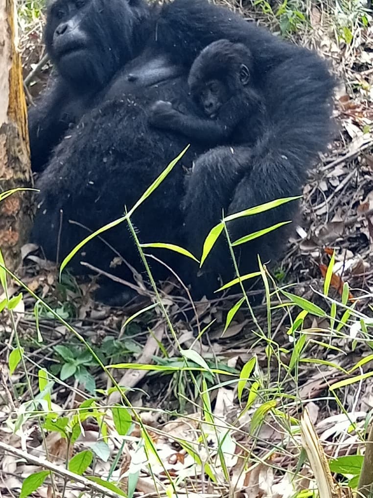 1-Day Gorilla Encounter in Bwindi Forest