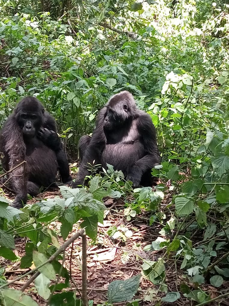 2-Day Rwanda - Uganda Gorilla Trekking Safari