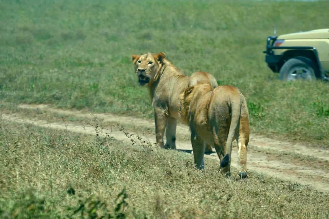5-Day Fly in Group Tarangire, Serengeti, Crater&Manyara