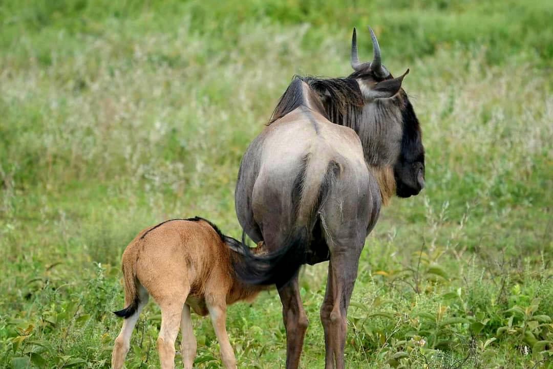 4-Day From Zanzibar to Tanzania Wildlife Safari