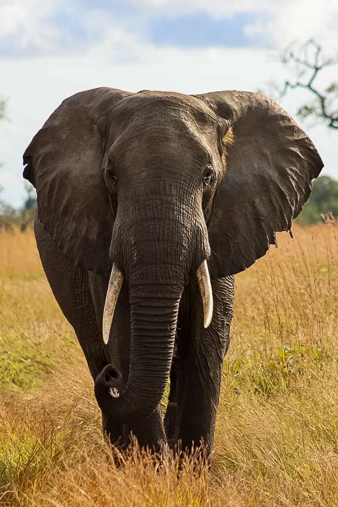 3-Day Day Budget Safari to Mikumi from Dar es Salaam