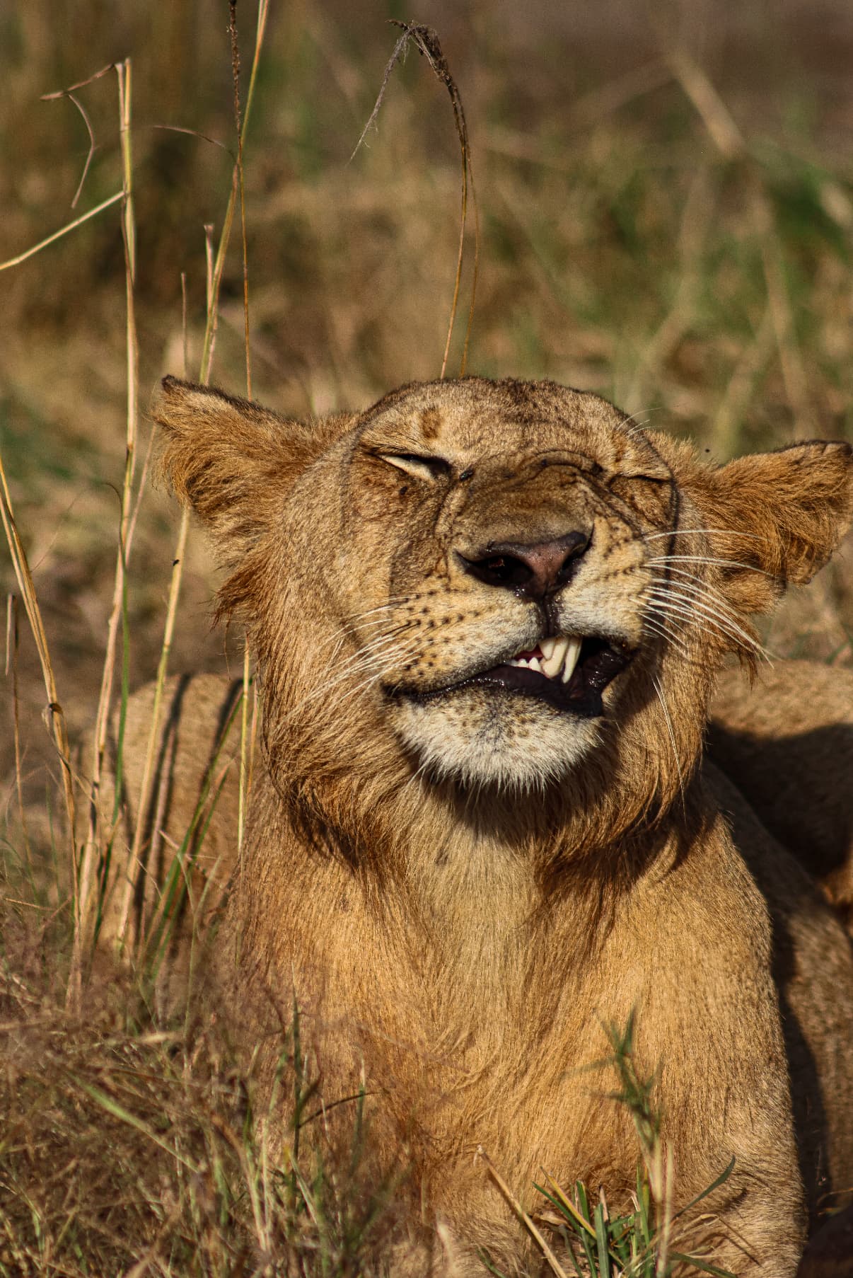 5-Day Day Budget-Friendly Safari to Nyerere & Mikumi