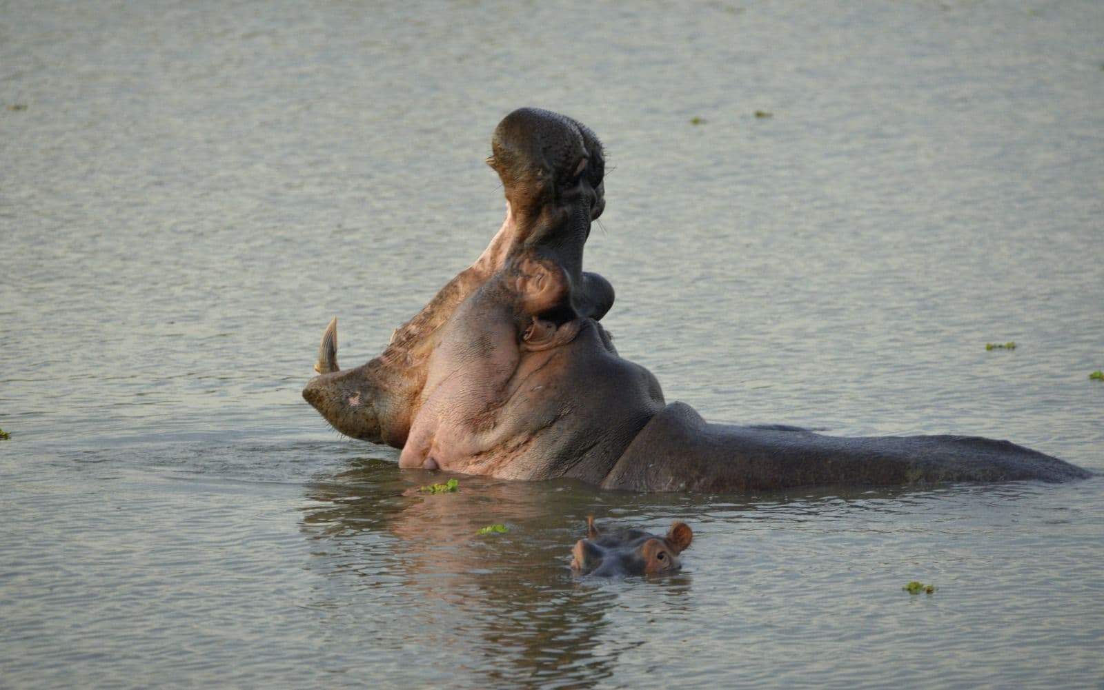 3-Day 3 in One Wildlife, Boat & Guided Walking Safari