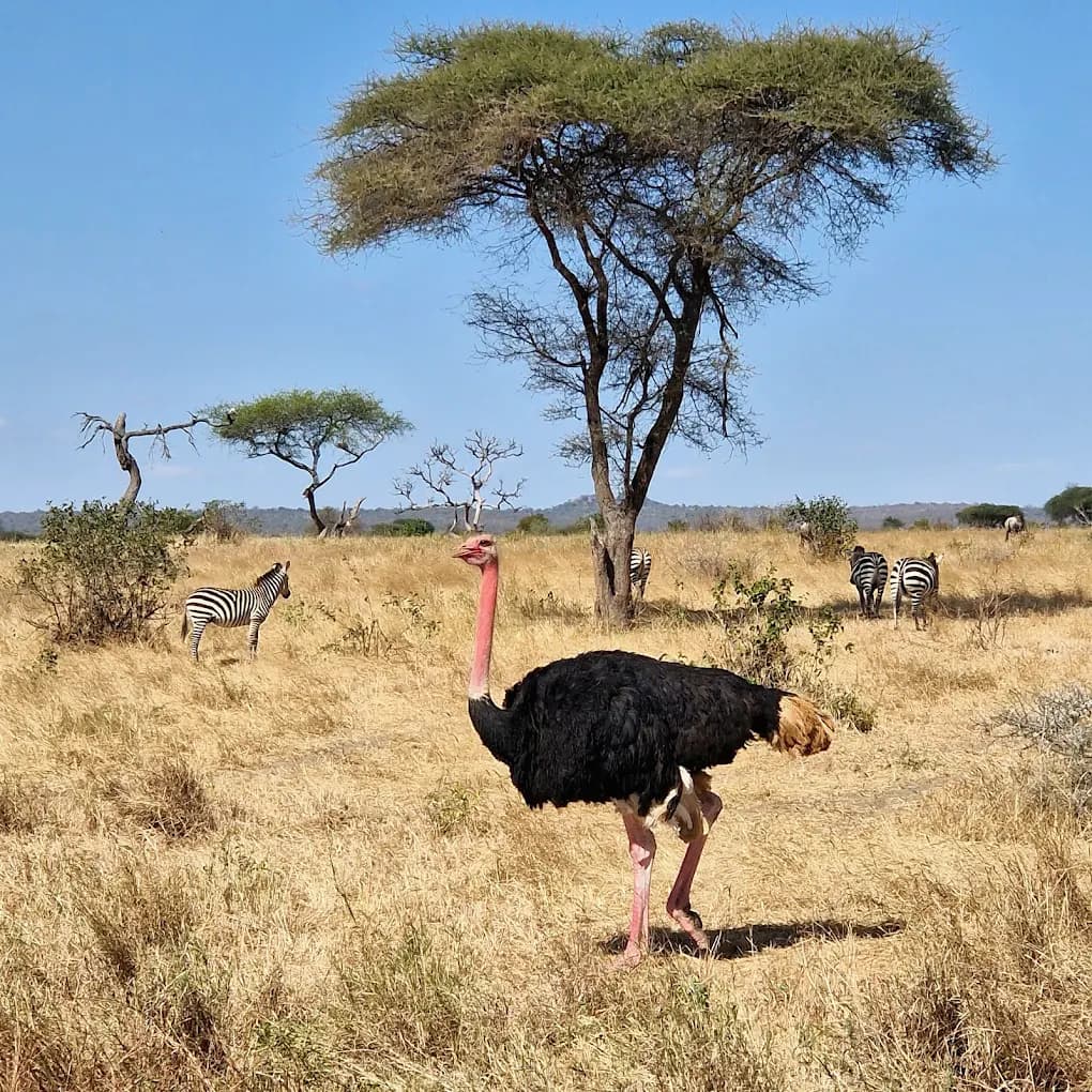 2-Day Best of Tarangire & Ngorongoro Crater Safari