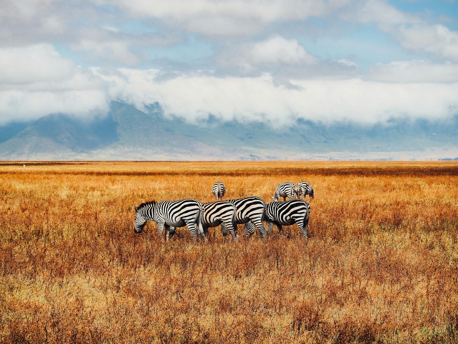 5-Day Lion King adventure around Serengeti - Ngorongoro - Tarangire National Parks - Gallery 3