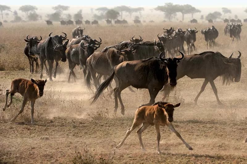 7-Day Mid-Range Epic Adventure (3 Nights Serengeti)