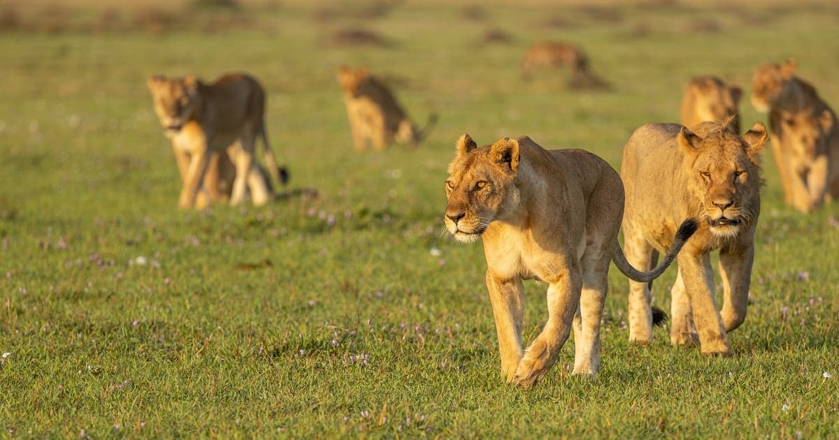 4-Day Fly-in Zanzibar -Serengeti, Ngorongoro & Tarangire