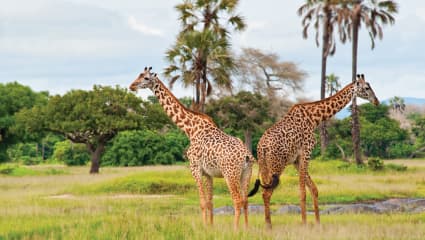 3-Day Fly-in Adventure from Zanzibar to Iconic Parks