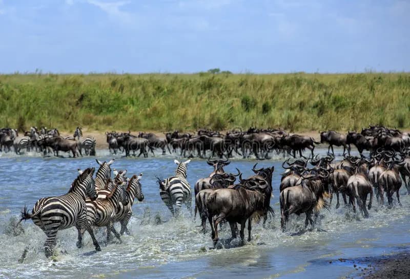 4-Day Private Fly in from Dar es salaam to Northern Tanzania