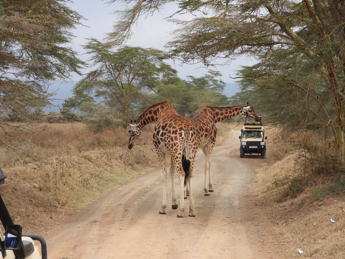 5-Day Masai Mara, Lake Nakuru & Lake Naivasha