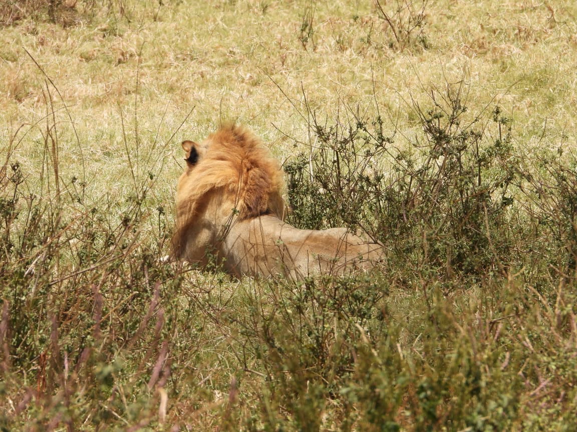 5-Day 5-Day Masai Mara, Lake Nakuru & Ol-pejeta conservancy- - Gallery 4