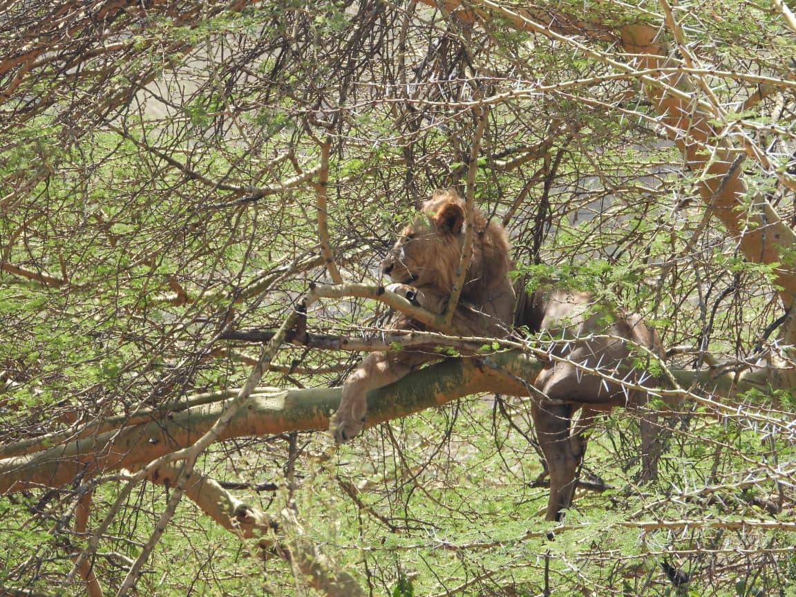 5-Day 5-Day Masai Mara, Lake Nakuru & Ol-pejeta conservancy- - Gallery 3