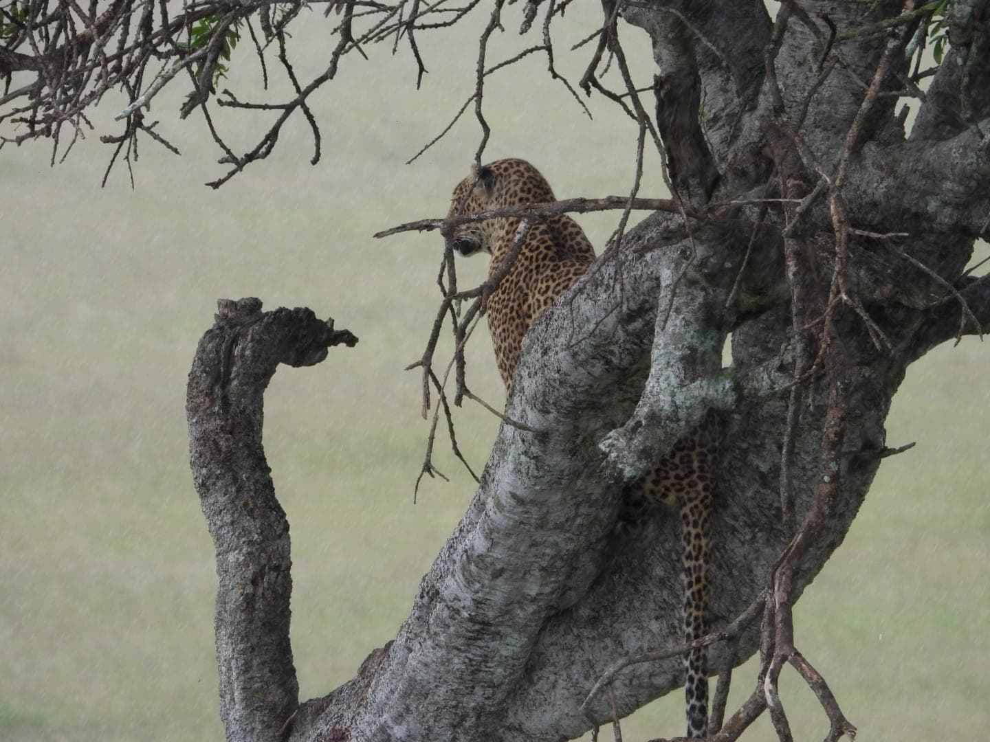 5-Day 5-Day Masai Mara, Lake Nakuru & Ol-pejeta conservancy- - Gallery 2