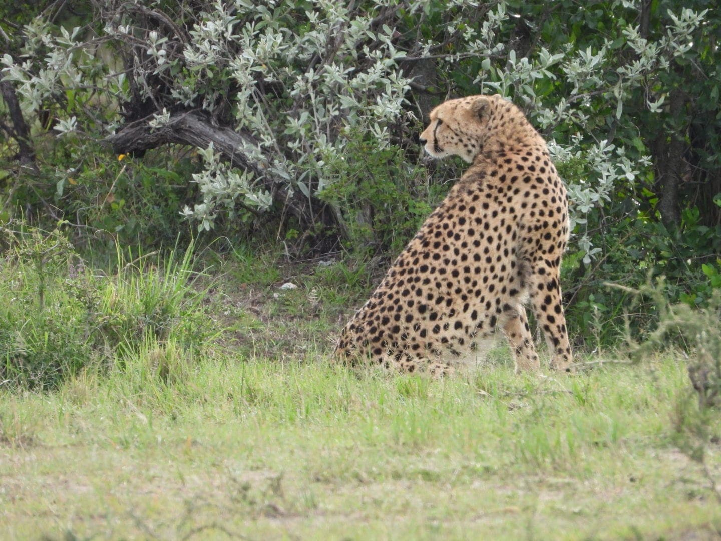 5-Day Masai Mara, Lake Nakuru & Ol-pejeta conservancy
