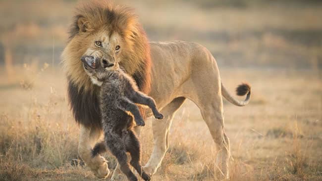 5-Day 5-Day Masai Mara, Lake Nakuru & Ol-pejeta conservancy- - Gallery 1