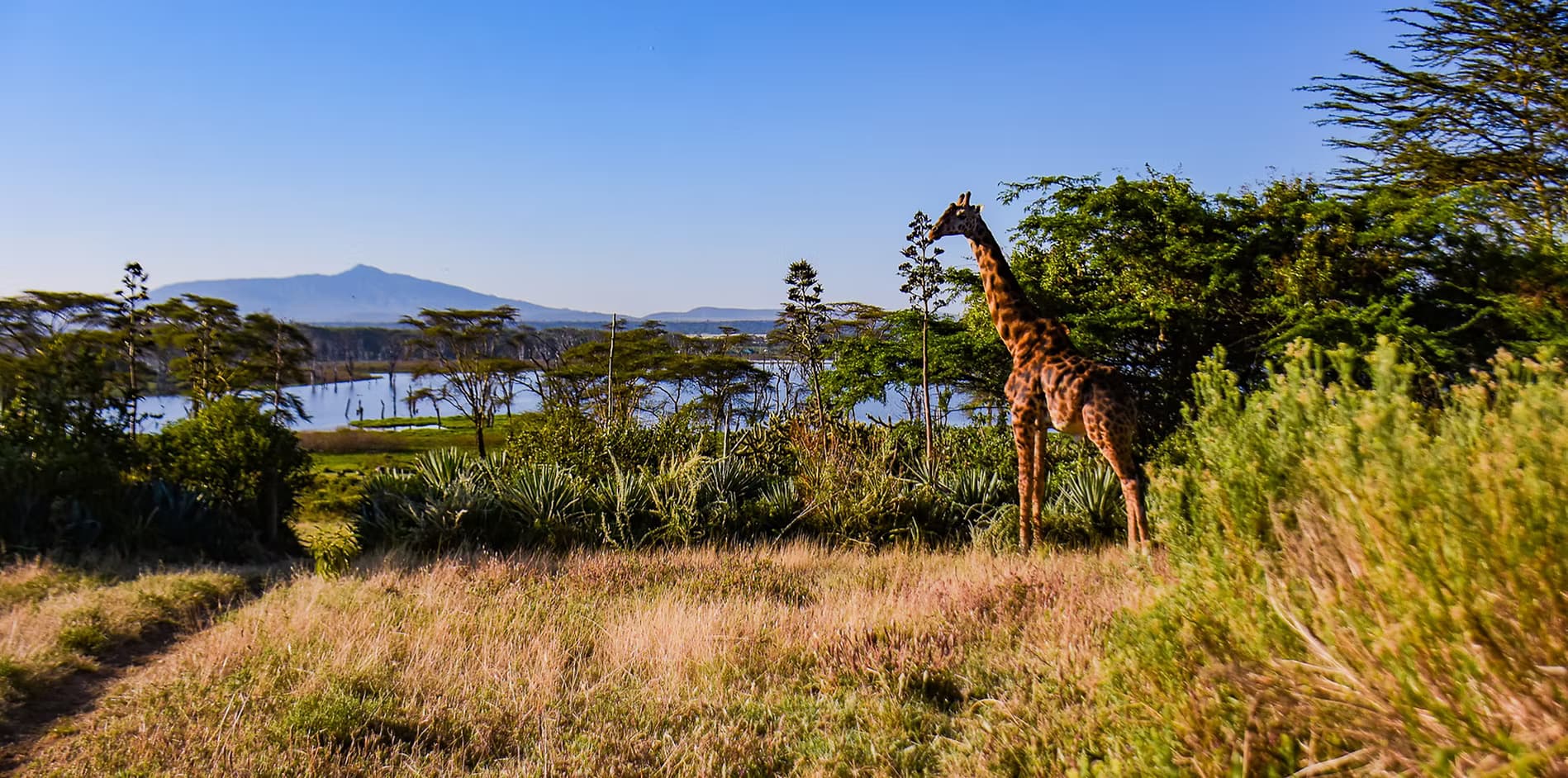 1-Day Nairobi National Park Day Trip (Safari Van) - Gallery 2