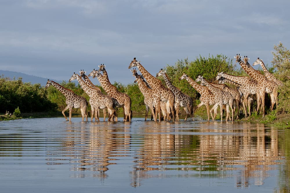 2-Day Fly-in Fly-out Zanzibar to Nyerere NP - Gallery 1