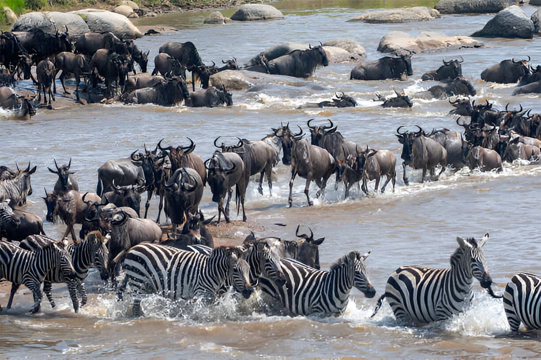 4-Day Ngorongoro, Serengeti & Tarangire Mid-Range Safari - Gallery 4