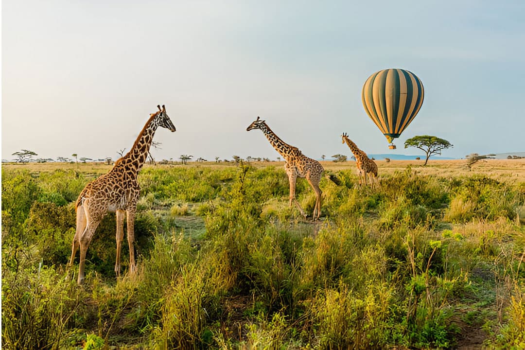 6-Day Ultimate Northern Tanzania Wildlife Safari - Gallery 3