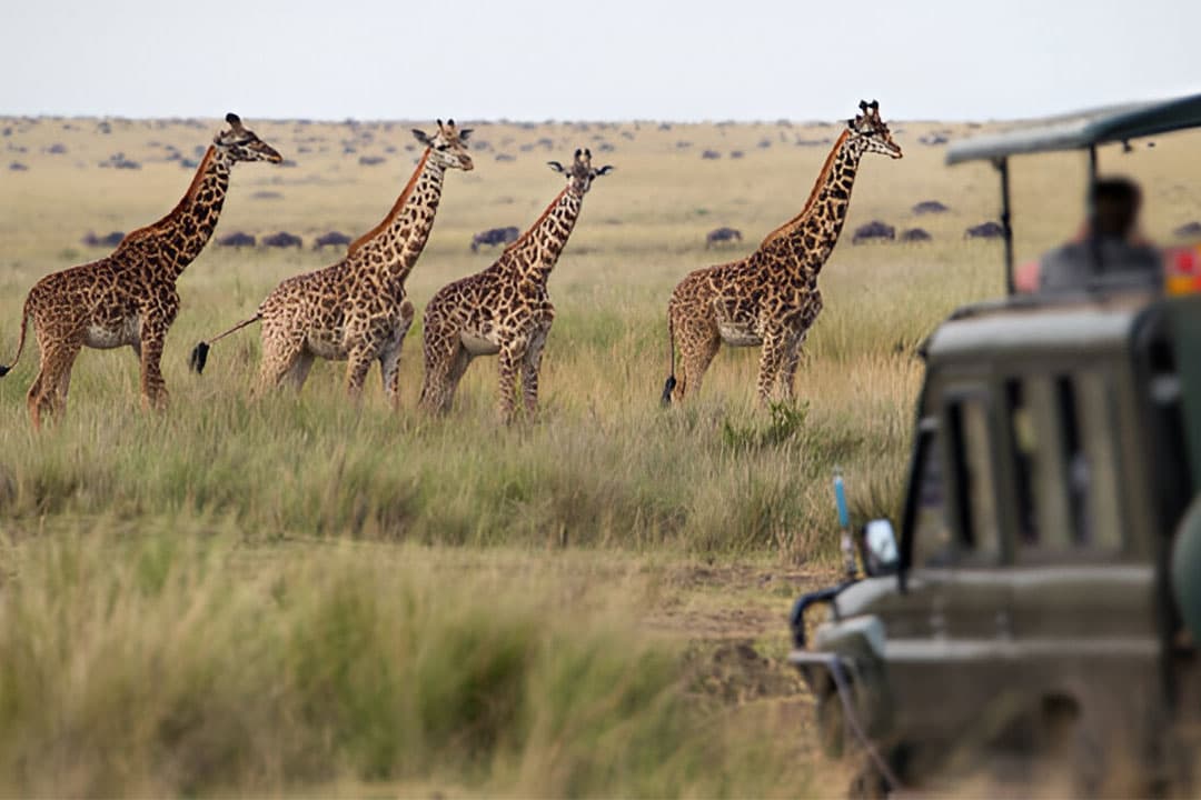 6-Day Ultimate Northern Tanzania Wildlife Safari - Gallery 2