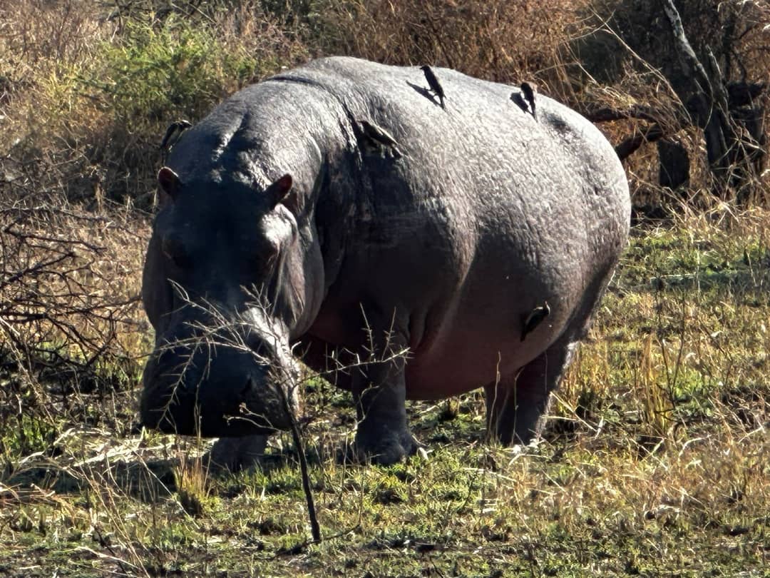 4-Day Ngorongoro, Serengeti & Tarangire Mid-Range Safari - Gallery 3