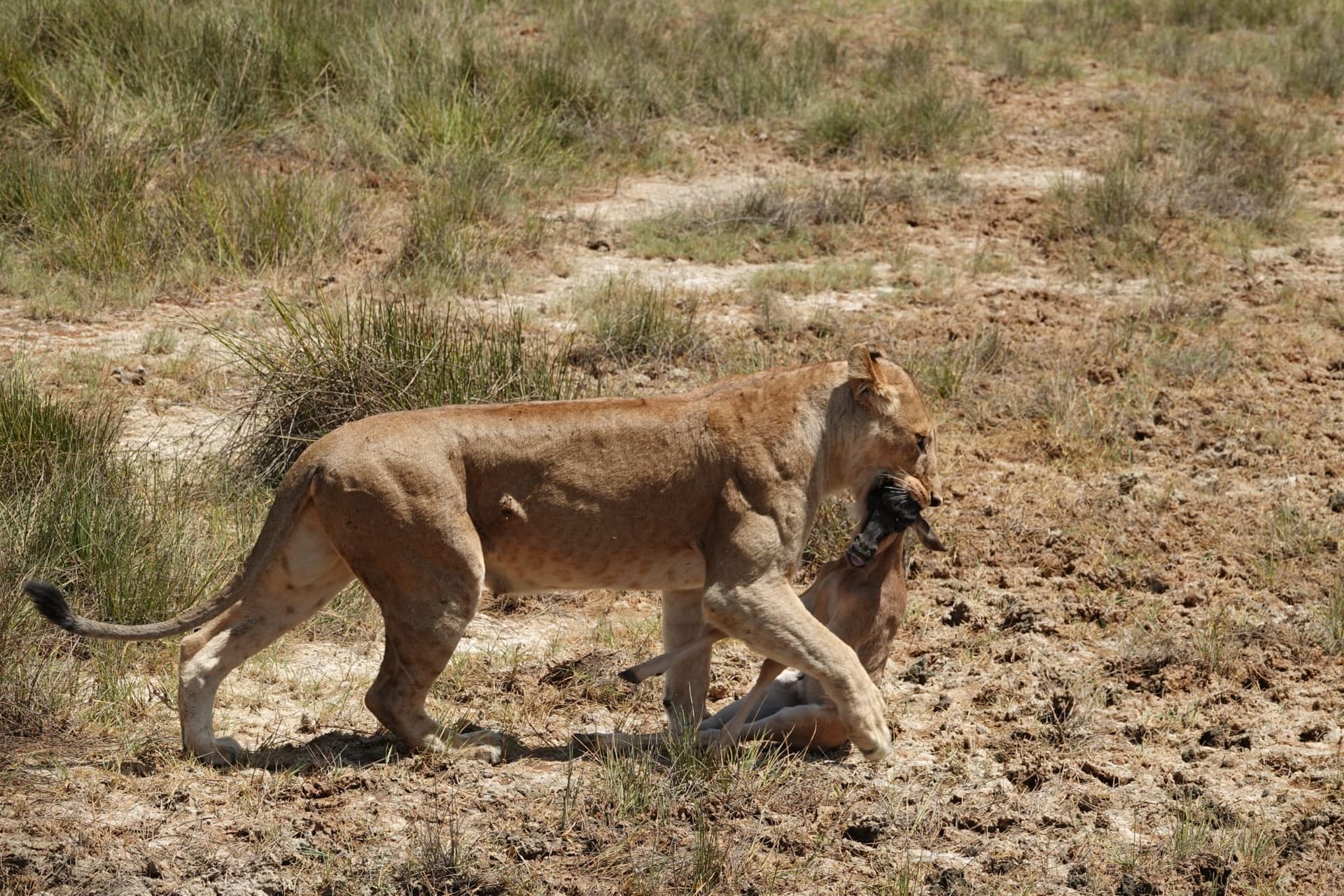 6-Day Epic Safari in Northern Tanzania