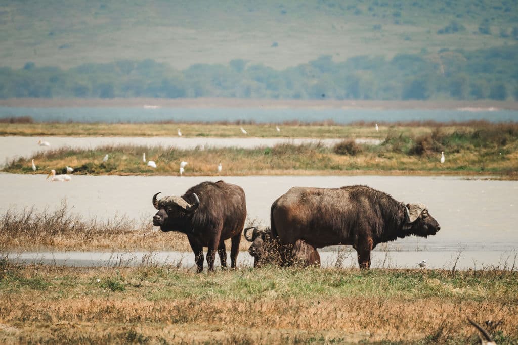 5-Day Ngorongoro, Serengeti, Tarangire Mid-Range Safari