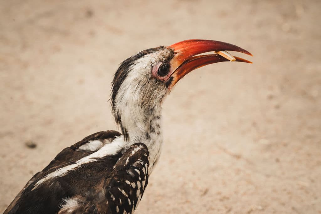 4-Day Ngorongoro, Serengeti & Tarangire Mid-Range Safari
