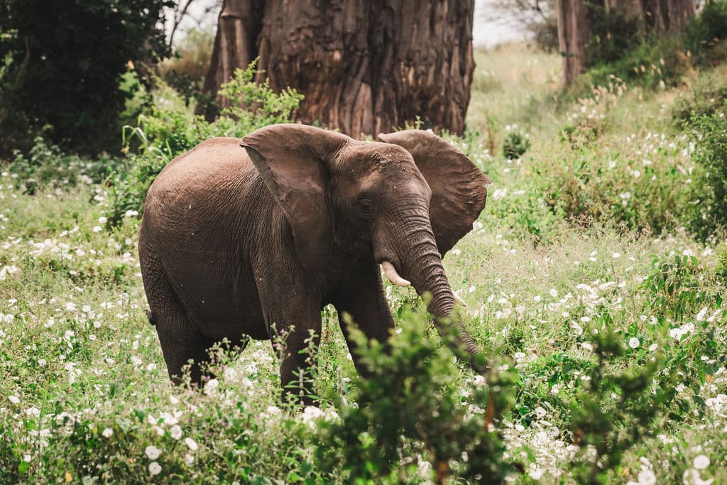 4-Day Ngorongoro, Serengeti & Tarangire Mid-Range Safari - Gallery 1