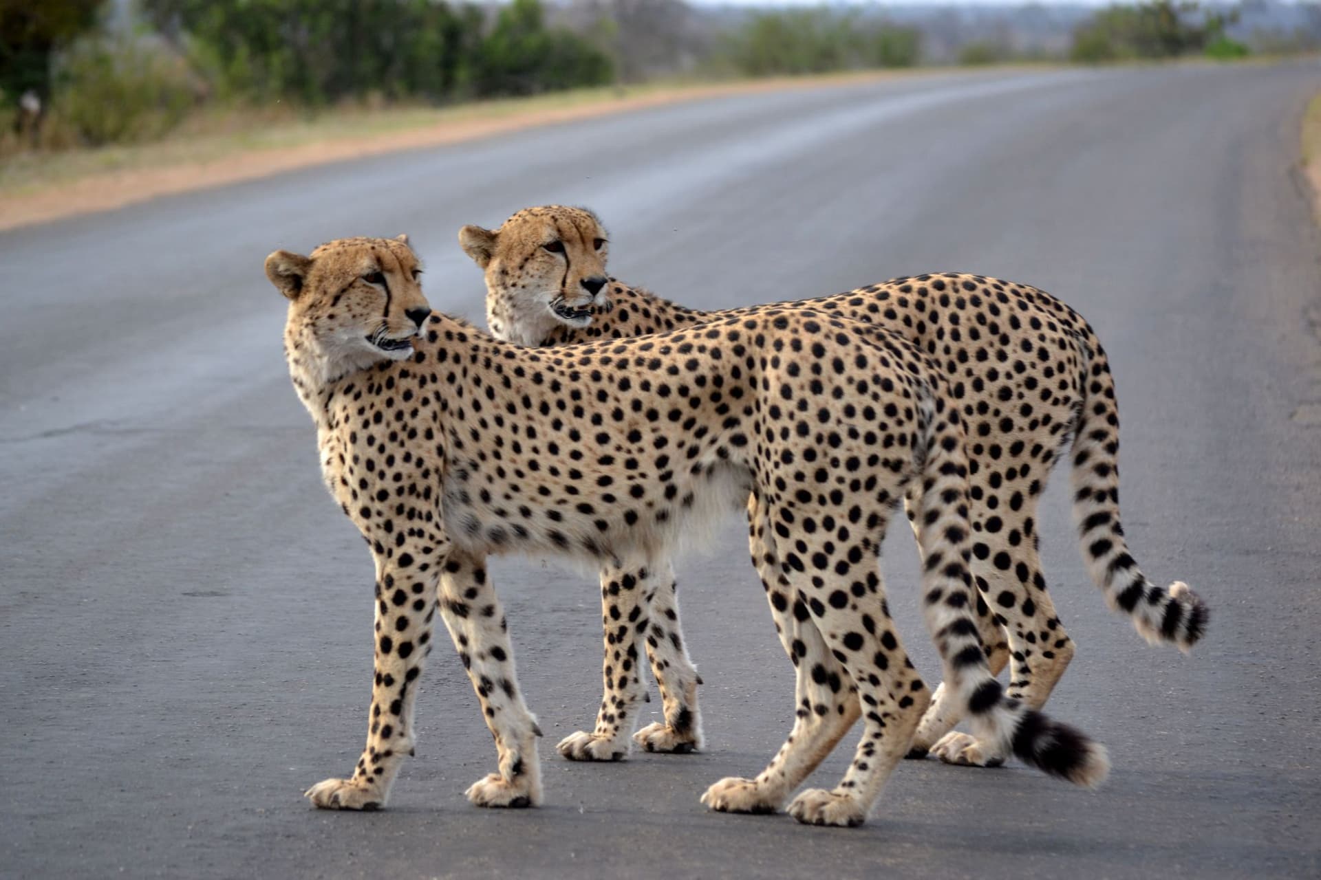 4-Day Incredible Safari Inside the Kruger National Park - Gallery 3
