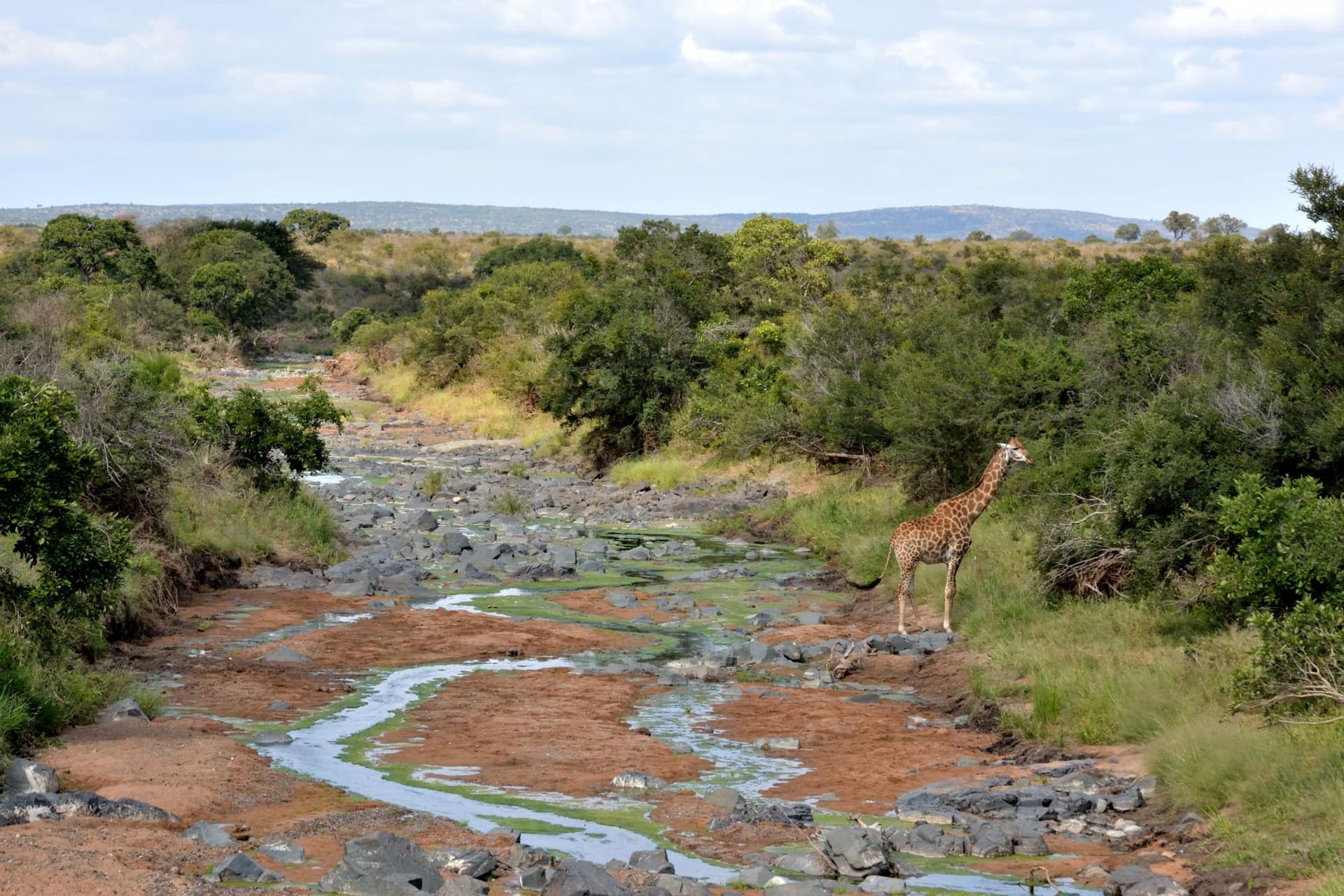4-Day Incredible Safari Inside the Kruger National Park - Gallery 2
