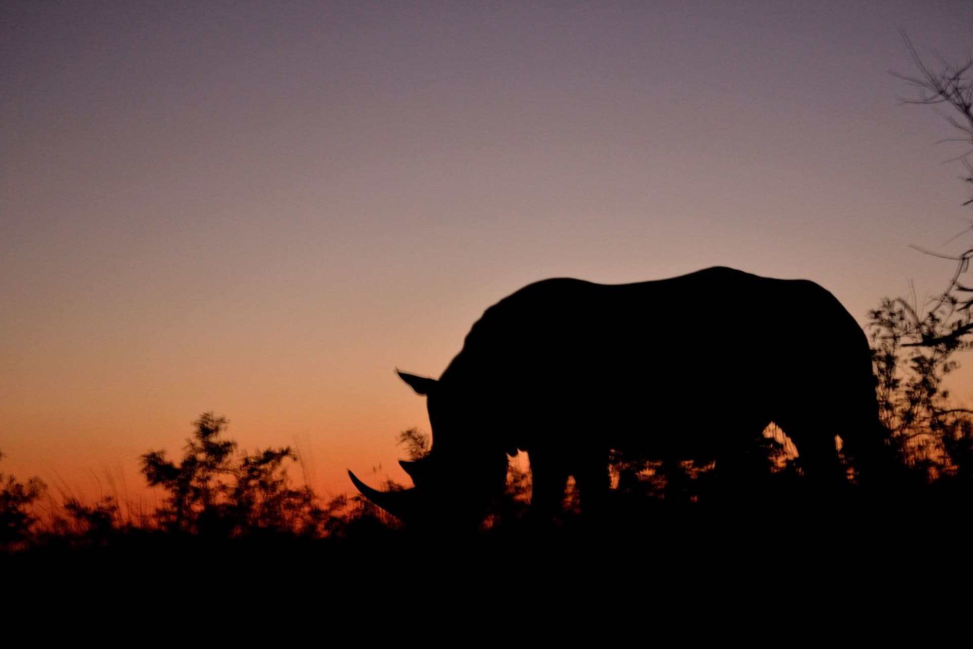4-Day Incredible Safari Inside the Kruger National Park - Gallery 1