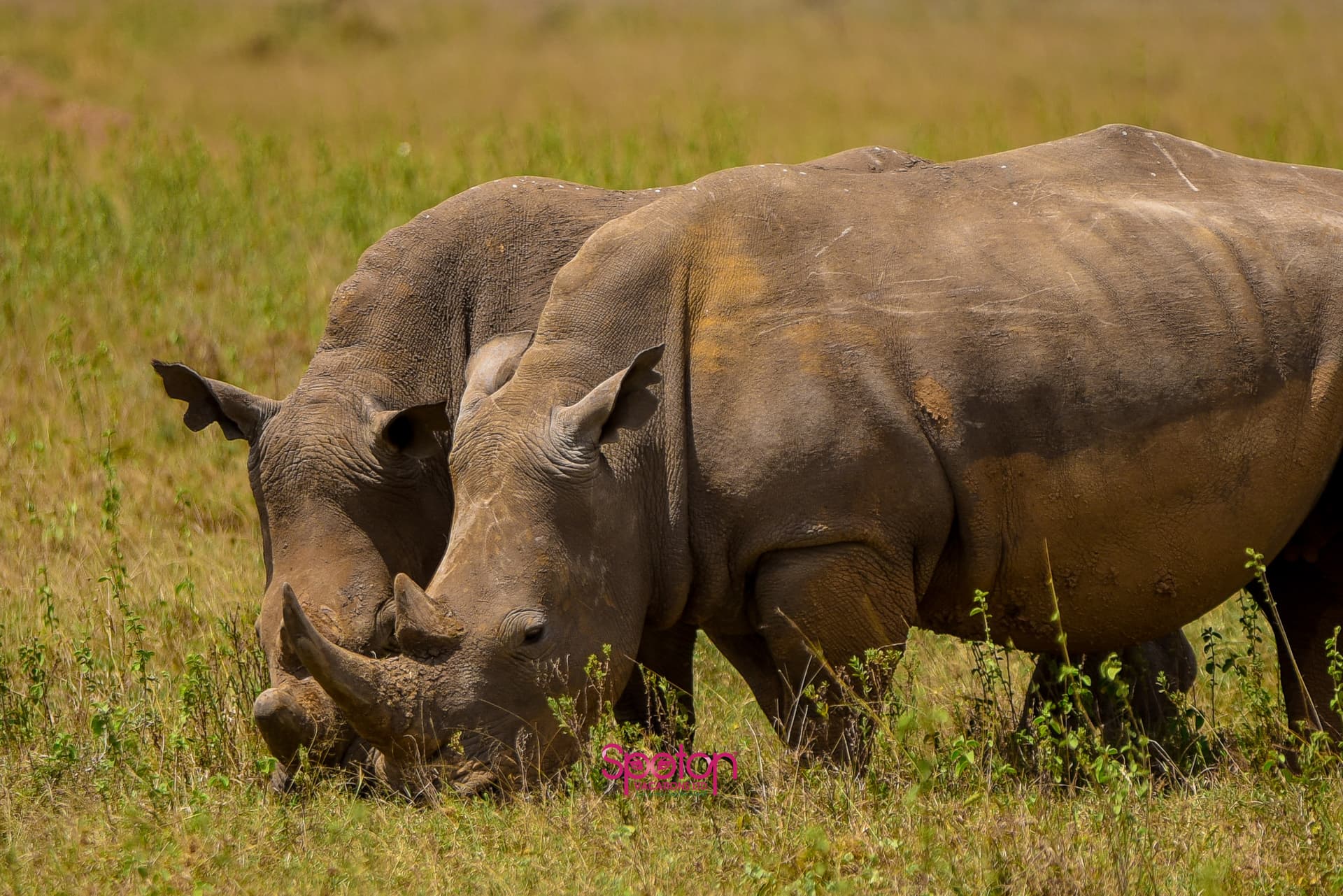 3-Day Luxury Fly in & Out Maasai Mara - Gallery 2