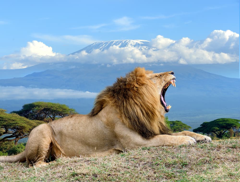 4-Day Circuit Private Safari
