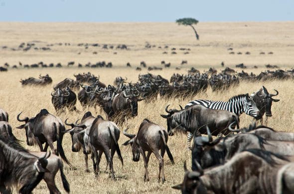 3-Day Luxury Fly in & Out Maasai Mara
