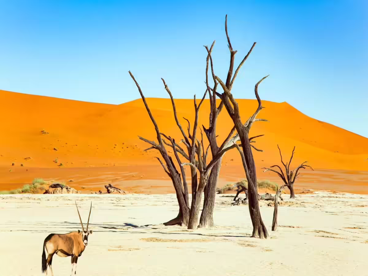 8-Day Mid-Range Safari & Scenic Tour of Namibia - Main