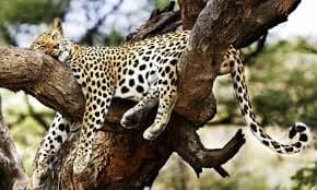 7-Day Masai Mara, Lake Nakuru,Lake Naivasha Tsavo East and Tsavo West National Parks - Gallery 1