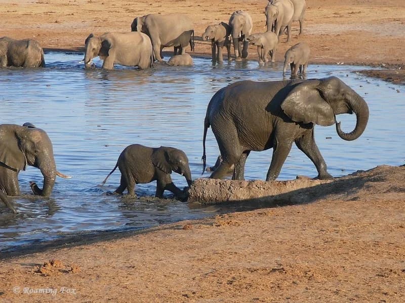 10-Day Day Zimbabwe Fly-In Safari (Mana Pools, Kariba & Hwange) - Gallery 1