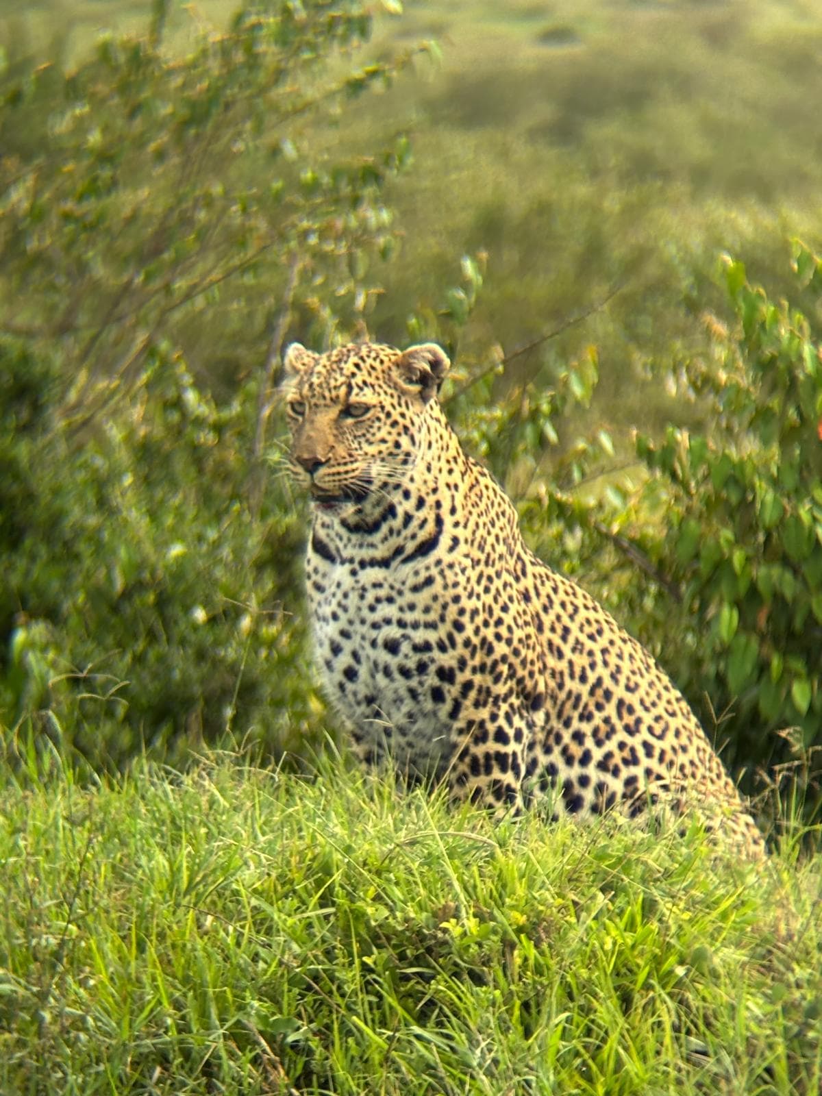 5-Day Northern Legends Luxury Safari – Samburu & Meru NP - Gallery 3