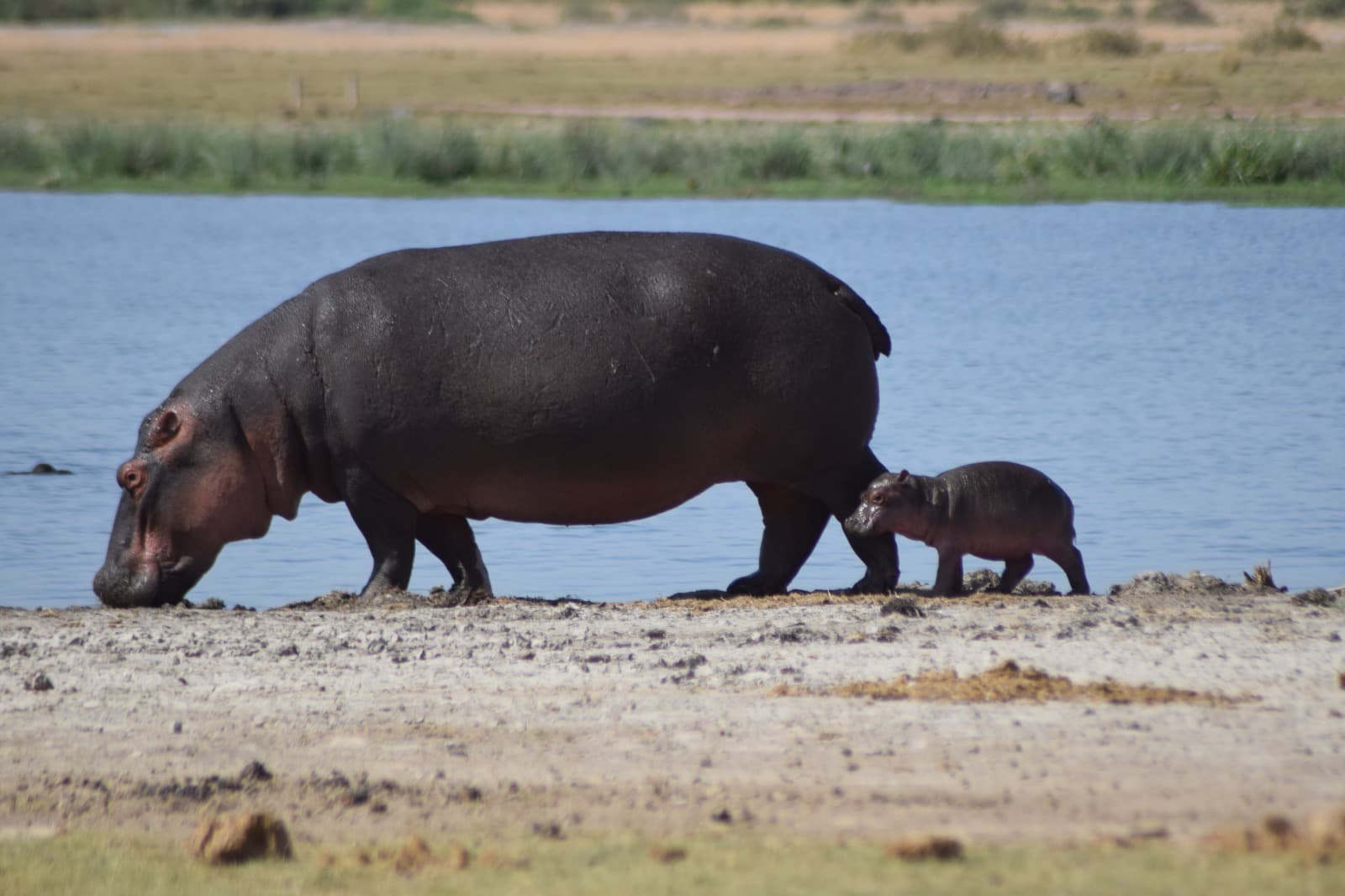 1-Day Hells Gate Safari, Boat Ride & Crescent Island - Gallery 1