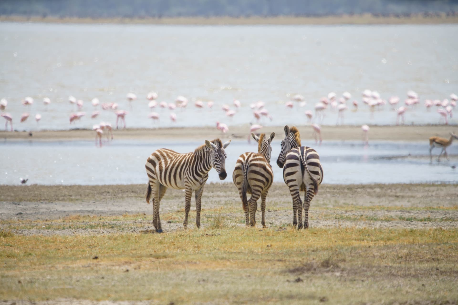 2-Day Fly-in Safari Tarangire National Park & Ngorongoro Crater
