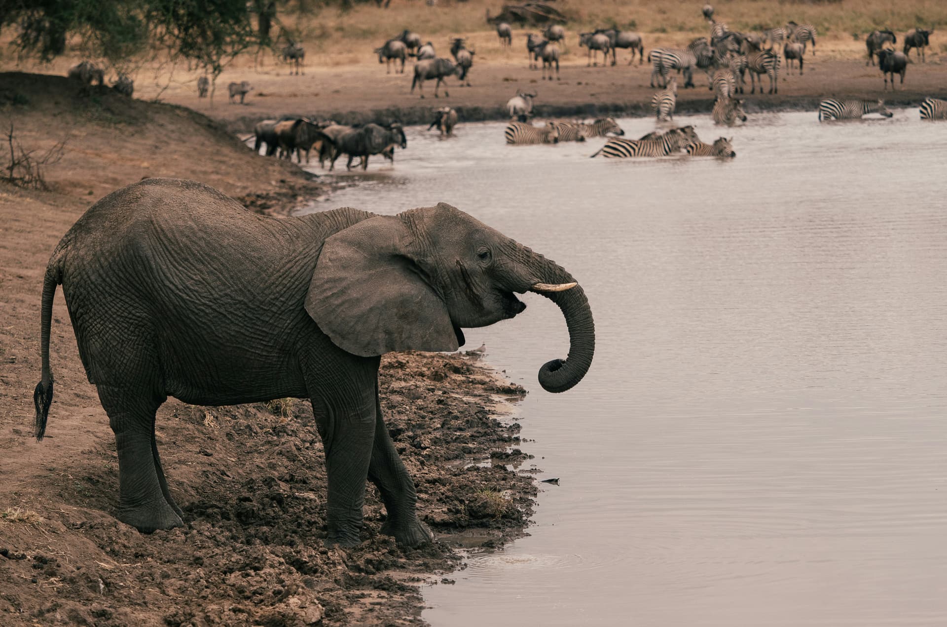 2-Day Luxury Safari Tarangire National Park & Ngorongoro Crater from Zanzibar